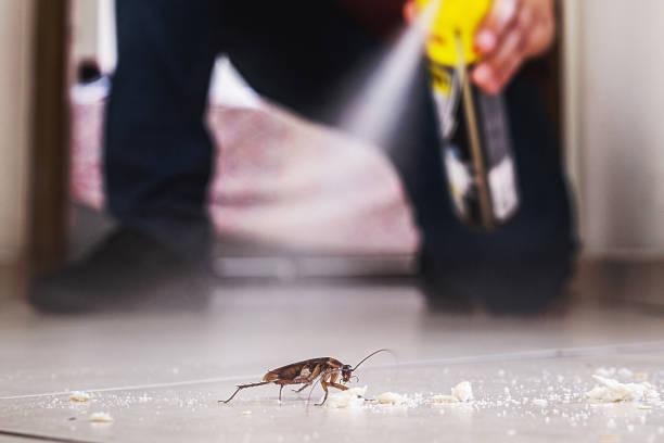 Best Spider Control Near Me  in Demopolis, AL